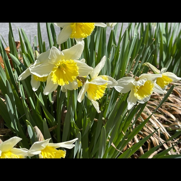 Meet your Posher, Nancy - Picture 1 of 1